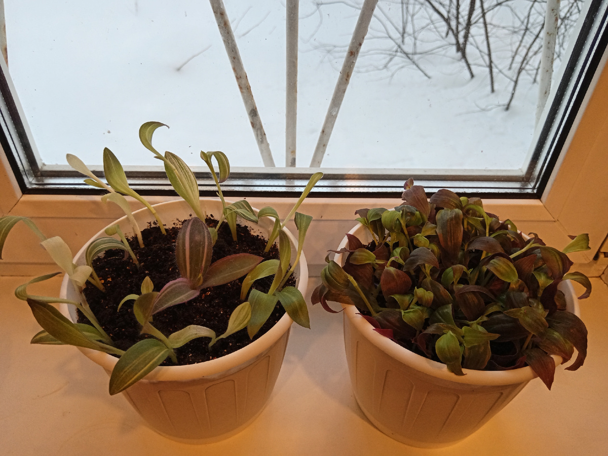 Паллида вариегантная и Шоколадный Холм. 