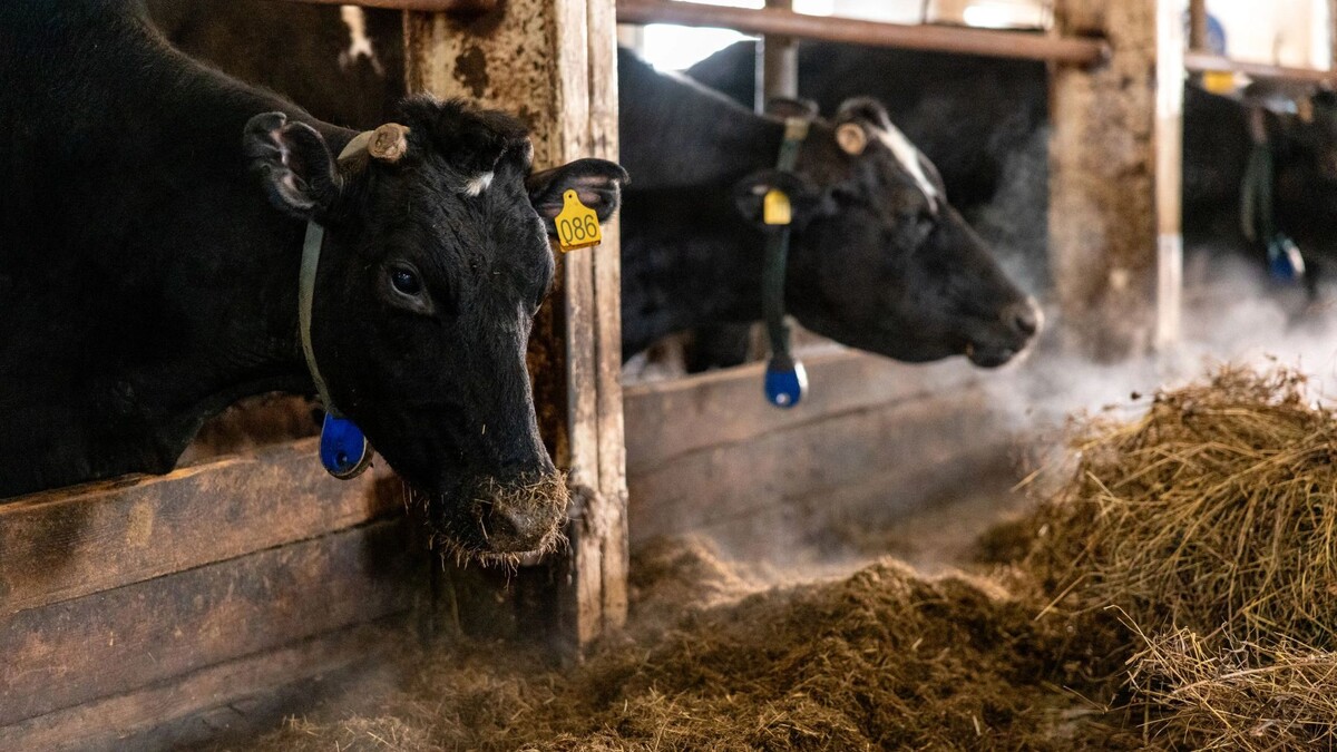    Фото: Сергей Зубков/«Ямал-Медиа»