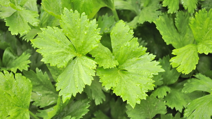 Выращиваю раннюю рассаду 5 культур в январе. Урожай в 2 раза больше