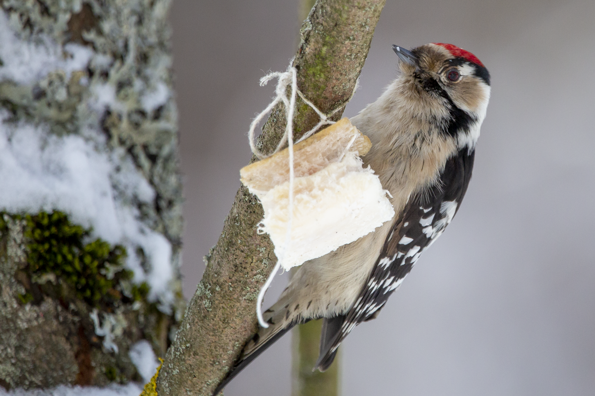 Малый пестрый дятел 