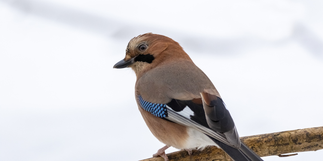 Что едят синицы, дятлы и пищухи в городе во время сильных морозов