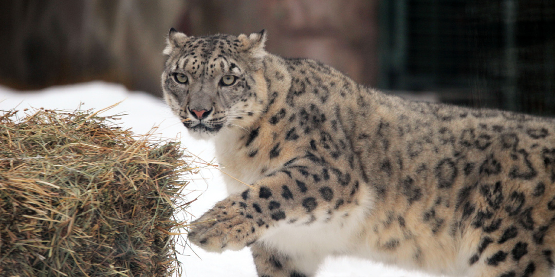 Снежные барсы за стеклом. Зоопарки Челябинска и Нижнего Новгорода