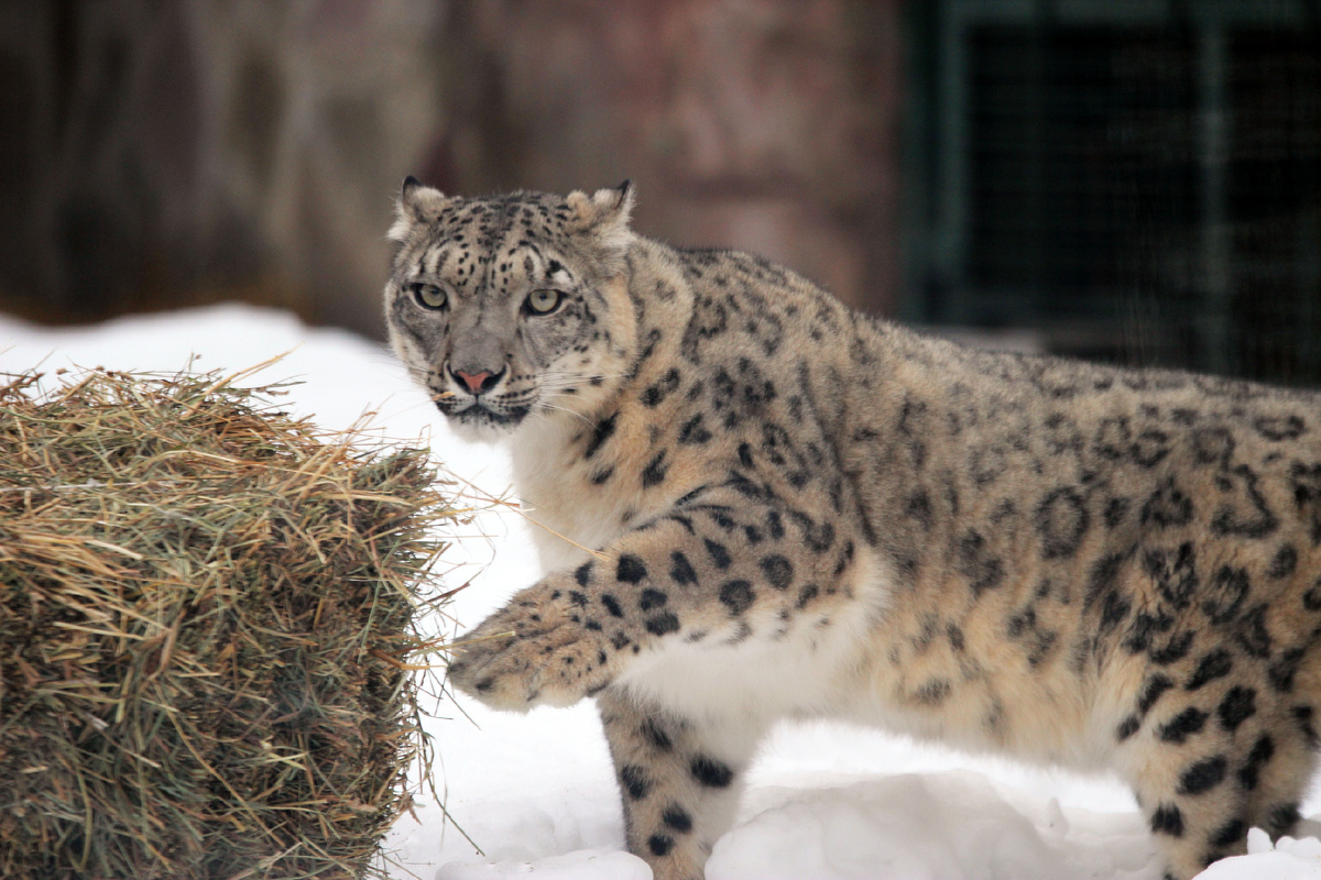 Самка Альба из Нижнего Новгорода в игривом настроении. (с) Зоопарк "Лимпопо".
