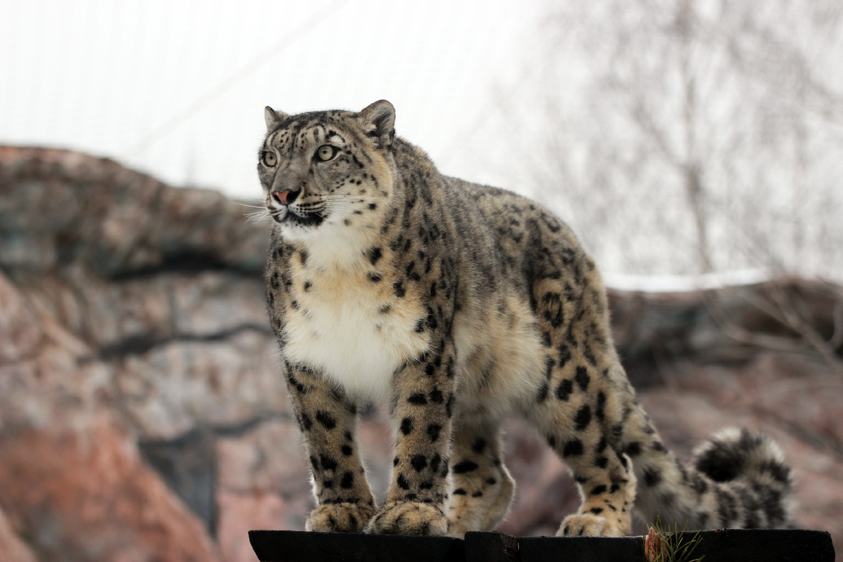 Самка Альба в зоопарке Нижнего Новгорода (с) Зоопарк "Лимпопо".
