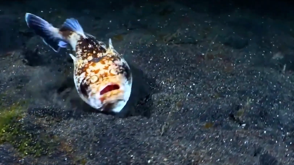 ФОТО: Кадр программы "Невероятно интересные истории", РЕН ТВ