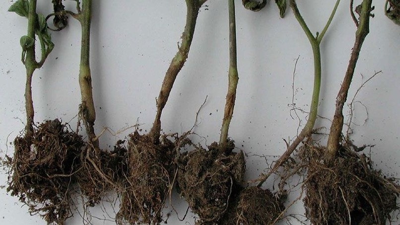 Результат неудачного выбора тары