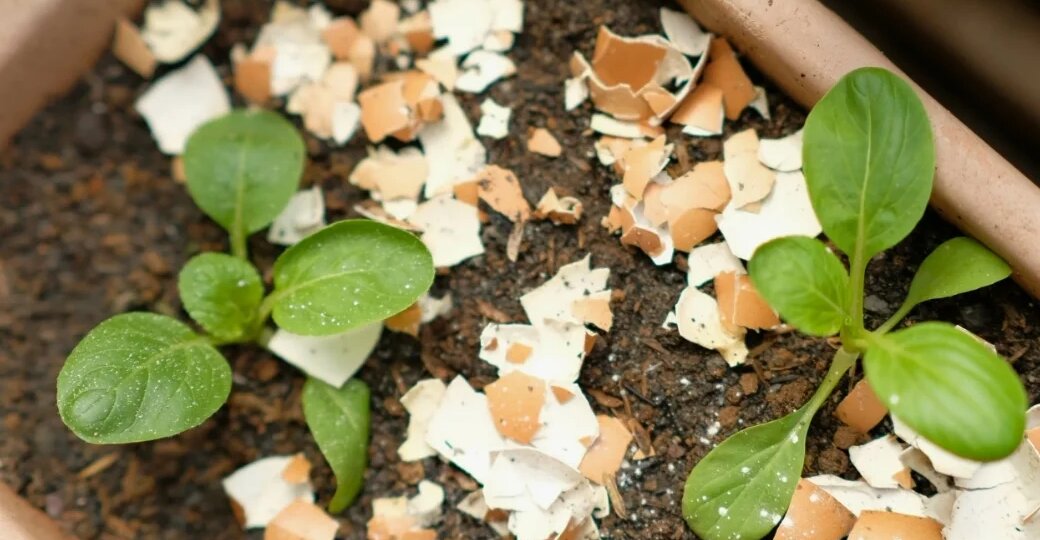 Используем яичную скорлупу в качестве удобрения (пошаговая инструкция)
