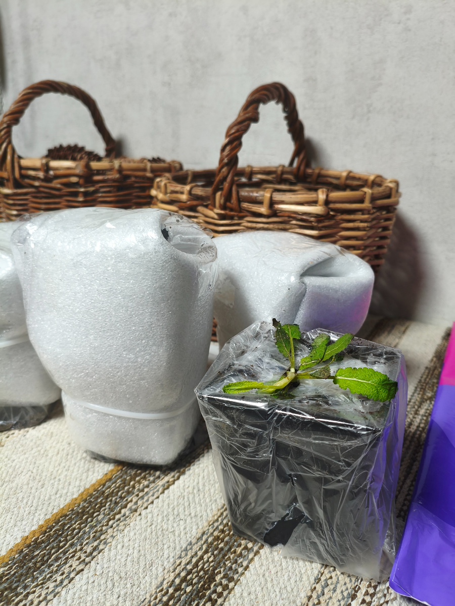 Первый росточек.