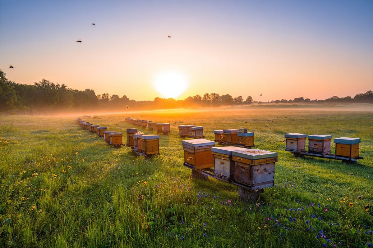 Фото: freepik / нейросеть Reve