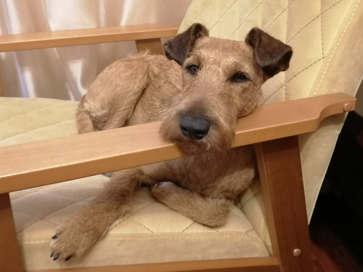 Меня - в вольер? 