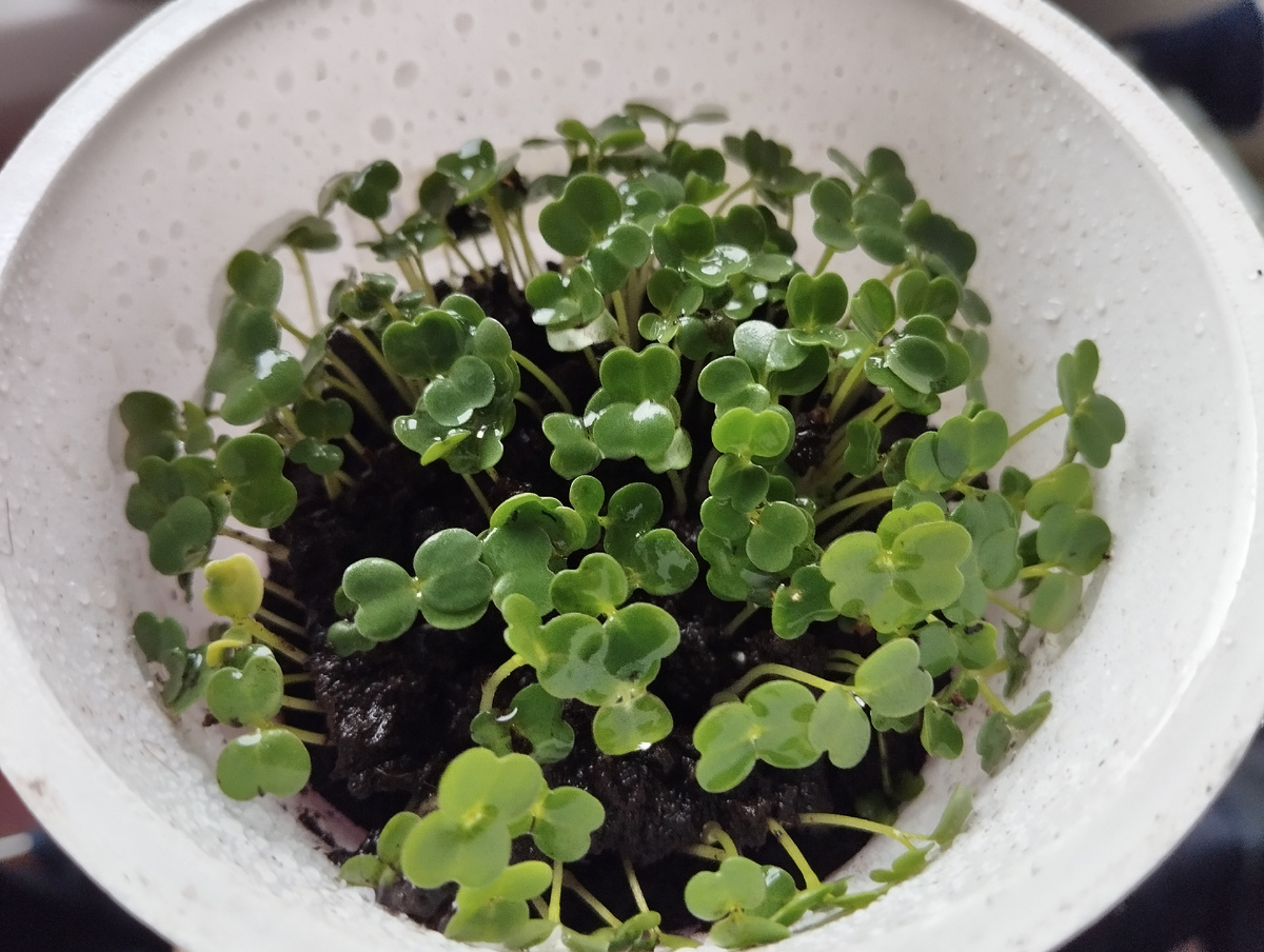 Фото автора статьи: Ворошиловой М. В. Руккола на третий день после посева. 