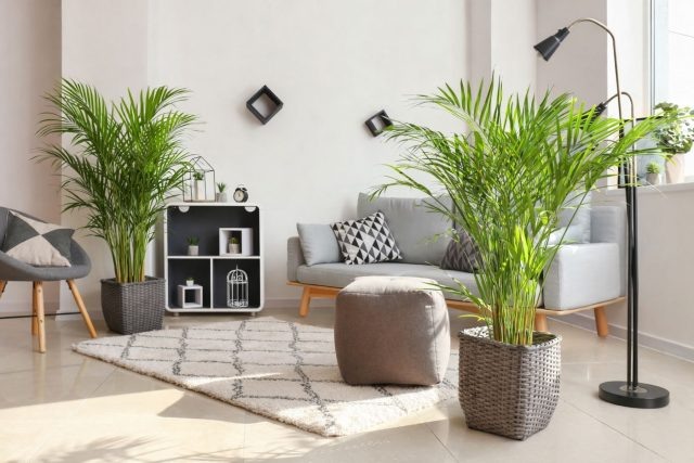 Выбираем идеальную пальму для дома — обзор лучших из лучших  📷
