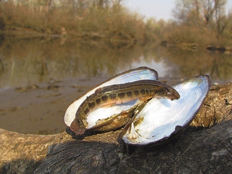 Рыба, которая умеет выживать без воды — и всё равно исчезает