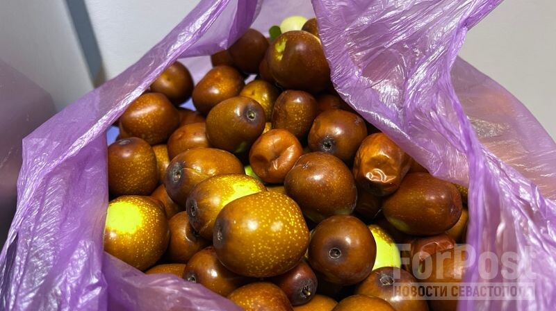 Мякоть плодов зизифуса описывают как мучнистую.