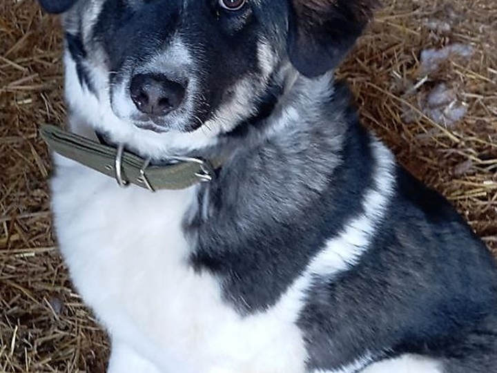 ☁️❄️ Ева-Облачко: Большой медвежонок с громким лаем и добрым сердцем ищет семью! 🐻💖