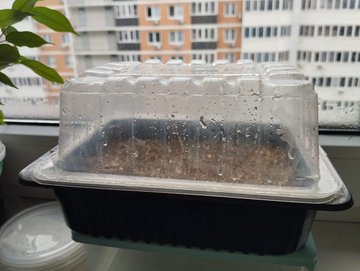 Фото автора статьи: Ворошиловой М. В. Микрозелень в контейнерах от продуктов из магазина 9.02.2026 г.