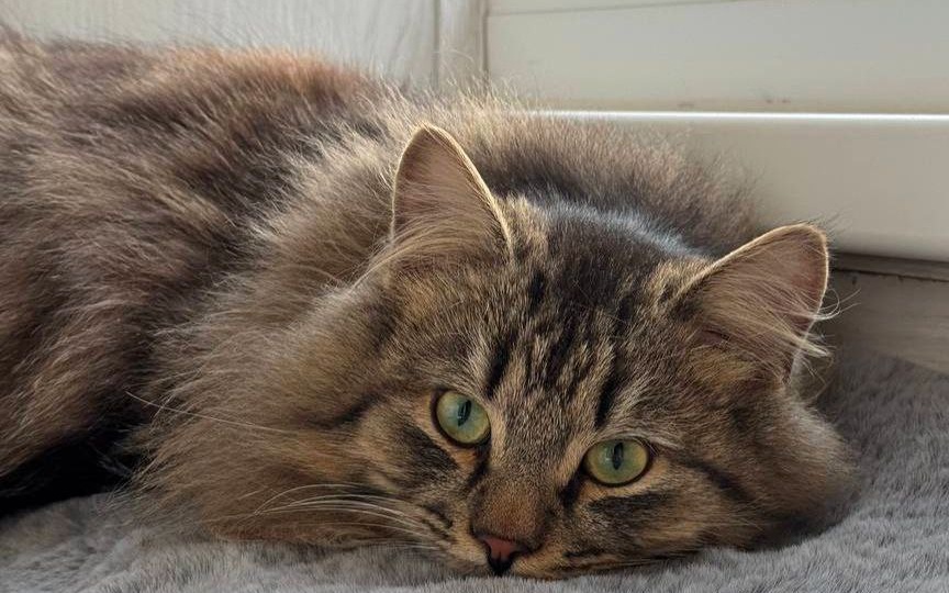 Кроша подкинули в подъезд волонтёру