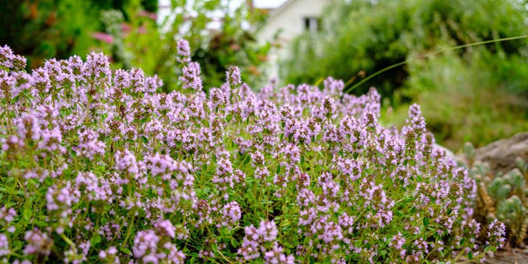 16 растений, которые спасут почву от эрозии и украсят сад