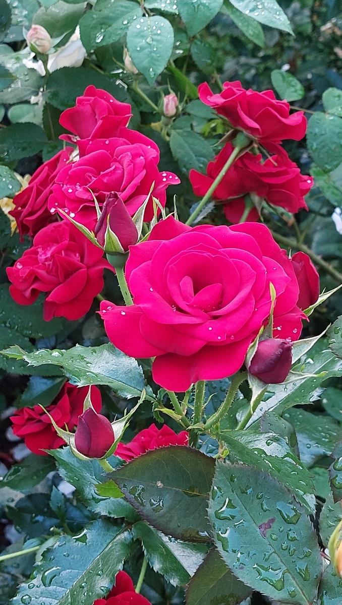 Квин оф Бутан. Флорибунда