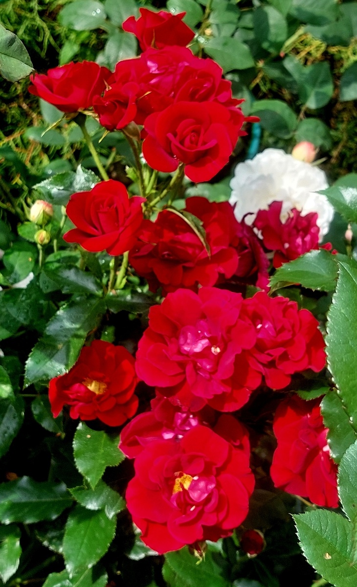 Квин оф Бутан. Флорибунда