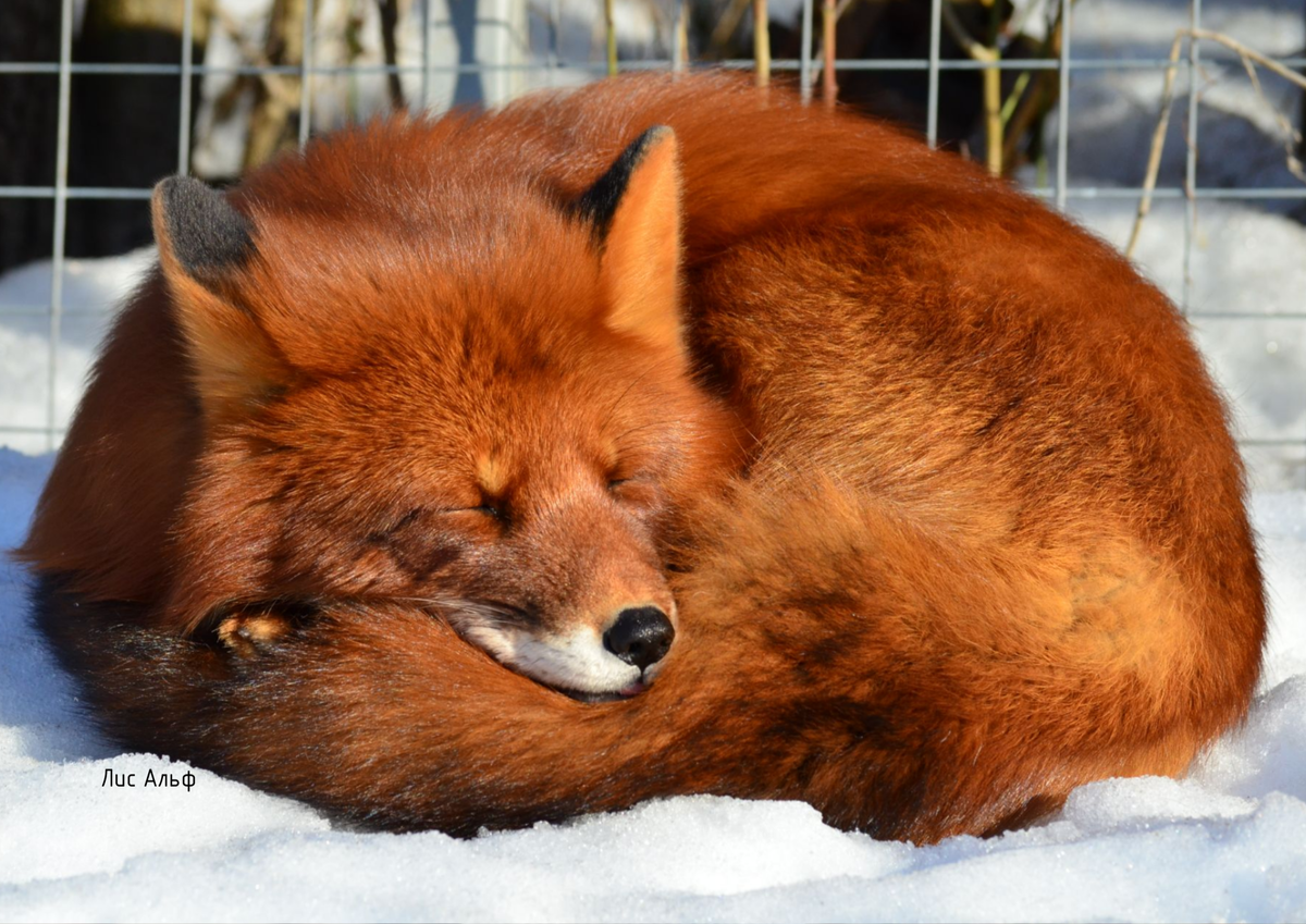 Лис Альф