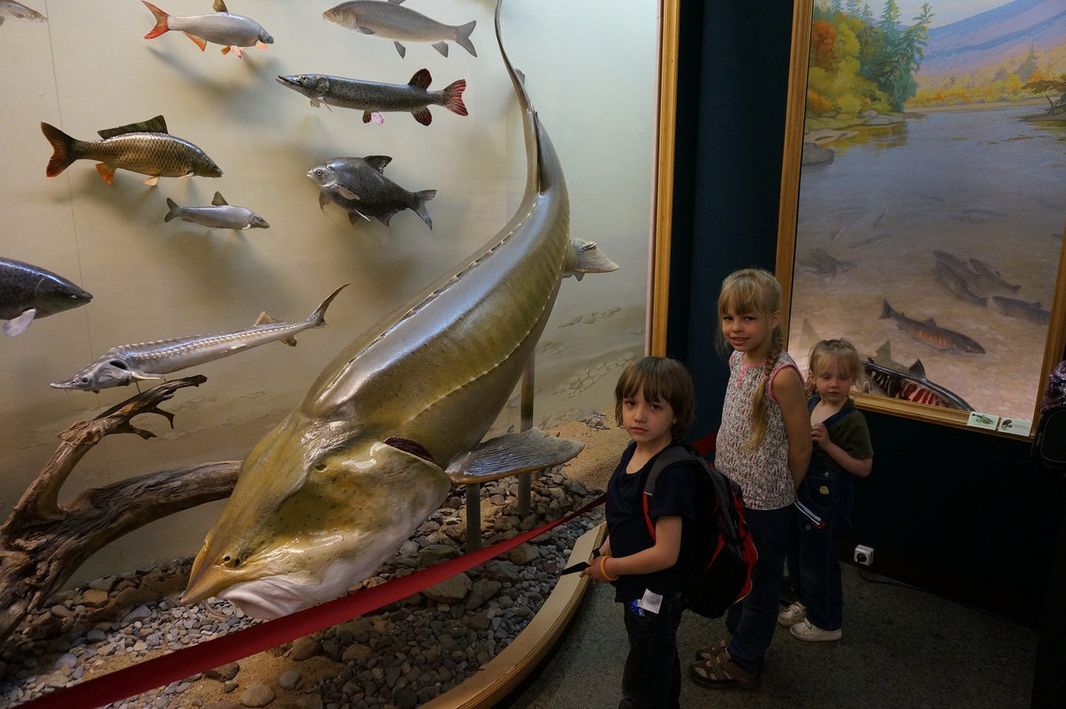 Речная рыба размером с лодку, которую мы едва не потеряли