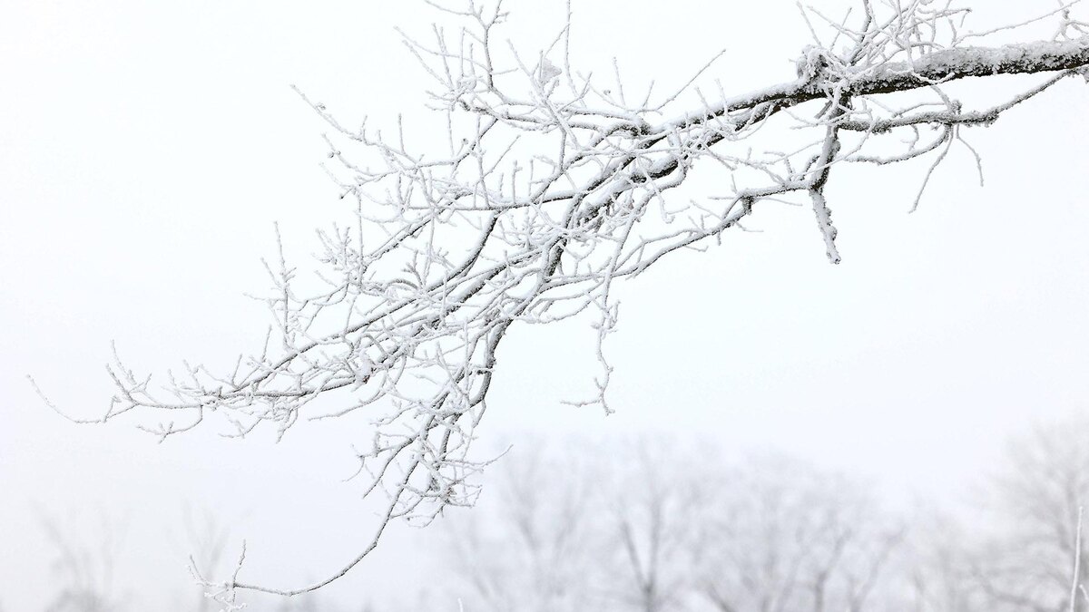    Фото: IMAGO/Rene Traut/globallookpress.com