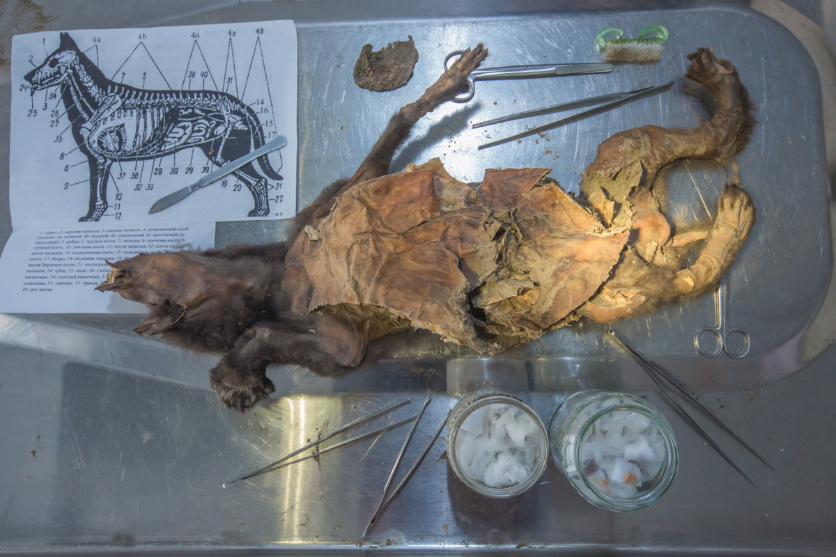 Муммия обсуждаемого волка