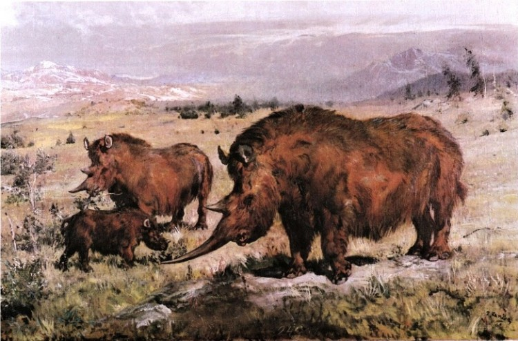 Шерстистые носороги, Зденек Буриан