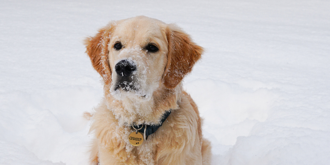 Переохлаждение и обморожение у собаки: как распознать