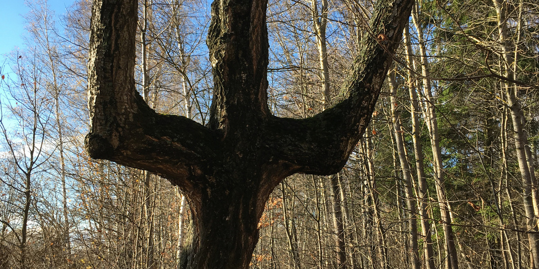 Природные изюминки моей малой Родина. Береза - трезубец.