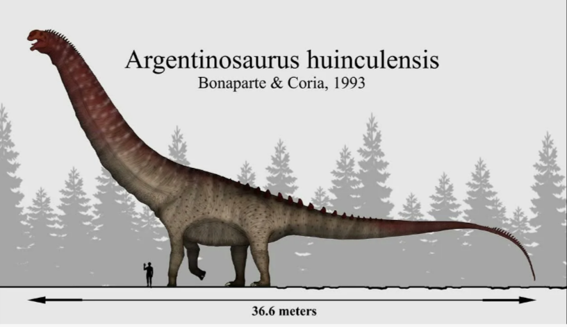                                                                     Argentinosaurus*