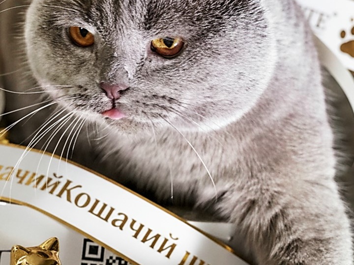 💖 Бимка: Спокойный красавчик, гурман и эстет, ждет любящего хозяина без хвостатых конкурентов! 🏡