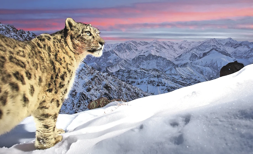 Вот так все же привычнее. Снежный барс в своих традиционных владениях. (с) Саша Фонсека.