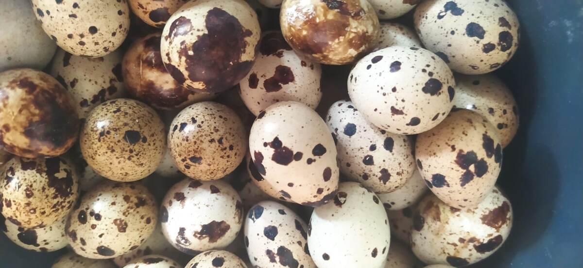 перепелиное яйцо польза 