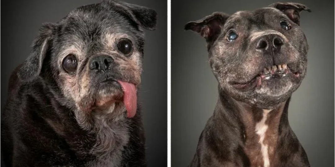 Как посчитать возраст собаки. Простой калькулятор. Рассказываю