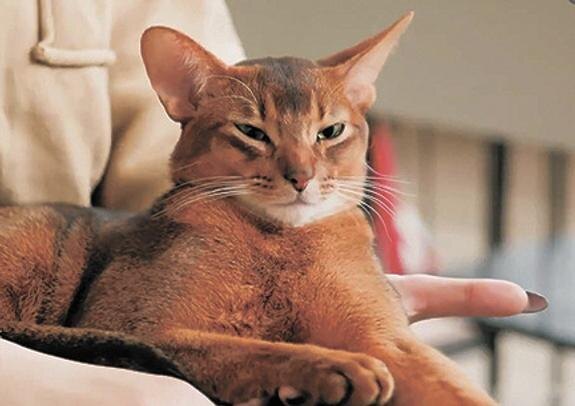    Российский кот возглавил рейтинг лучших в мире