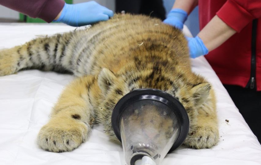 Делимся фотографиями с планового ветеринарного осмотра маленьких тигрят