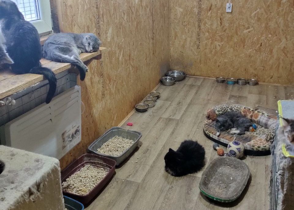     Фото: телеграм-канал «Клякса» / t.me/klyaksa_priyut