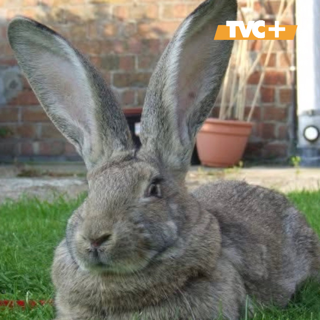 Спасительница