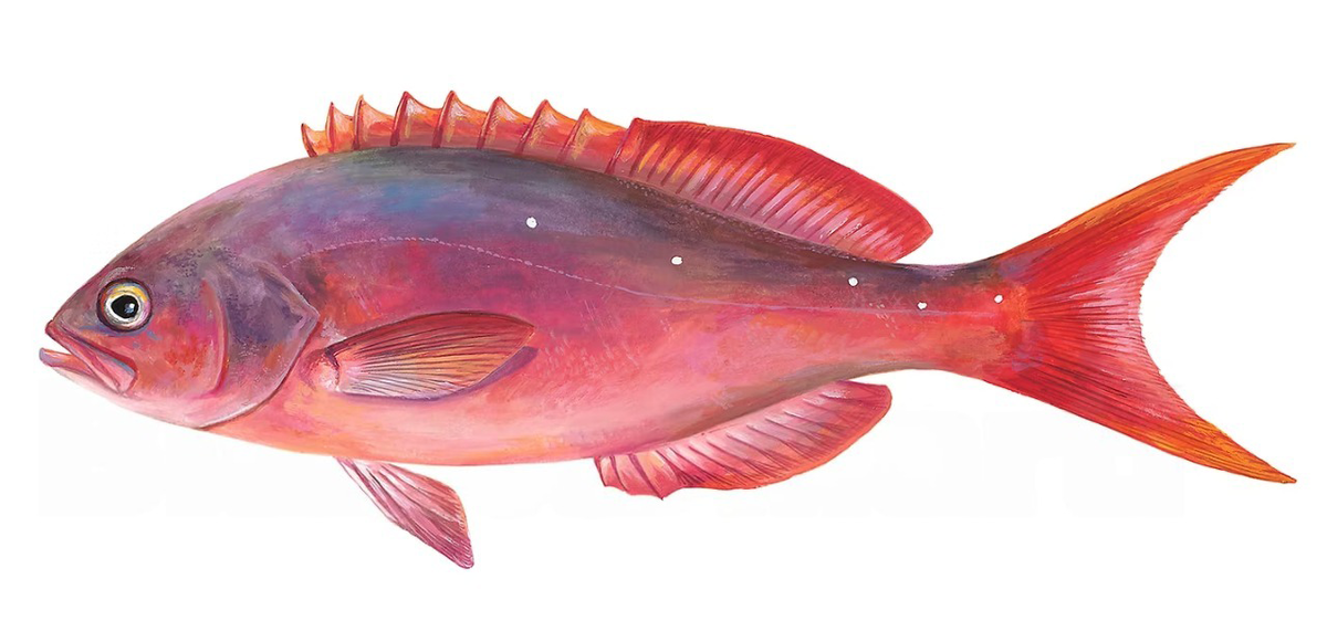 Cephalopholis colonus