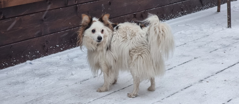    Ирина Меркова