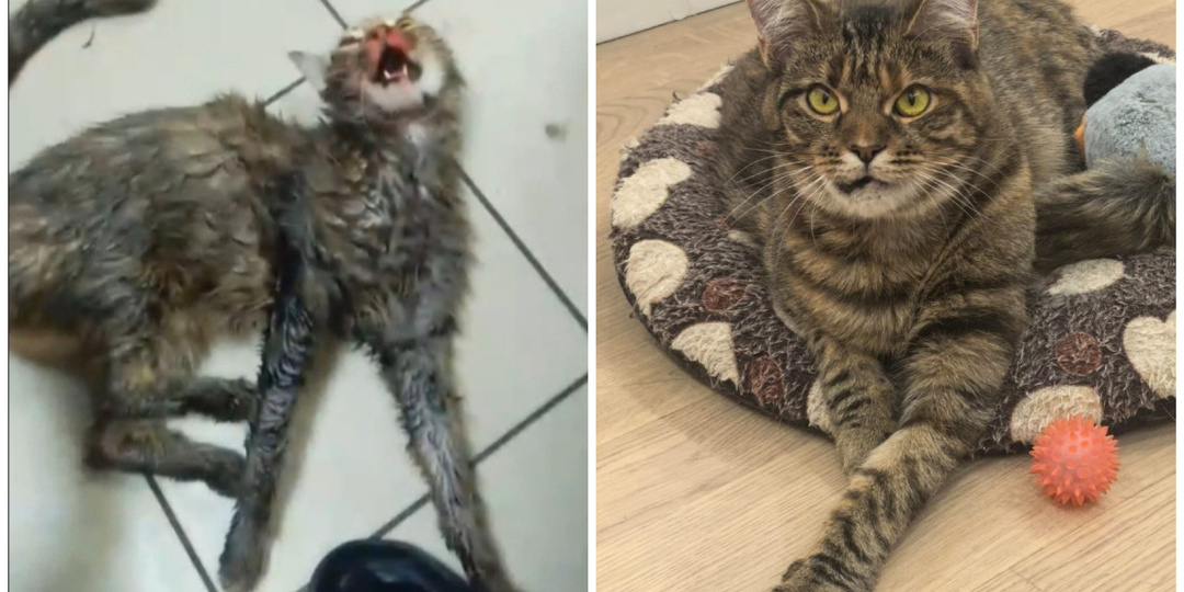 Трижды Люся выжила чудом и встала на лапы, будучи инвалидом. Что с ней сейчас?