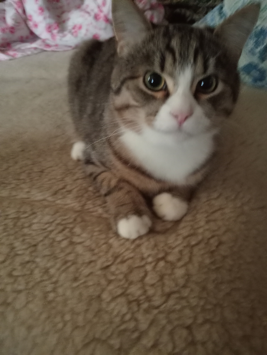 Иди уже! Тебе не попадёт!🐱