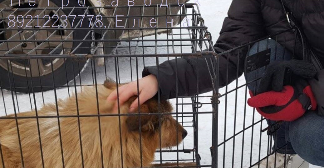 Рассказ Татьяны о нашем бывшеприютском носике Лучике