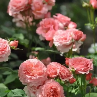 Роза Корал Желе, фото из интернета, листайте вправо