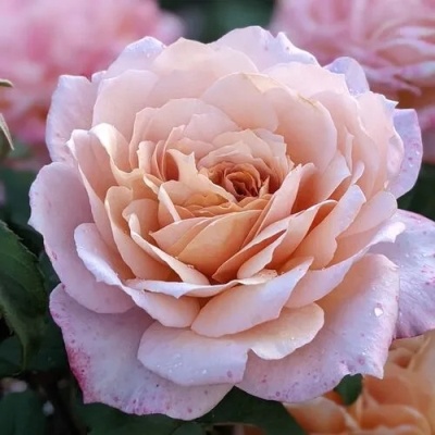 Мияби Ча, фото из интернета, листайте вправо