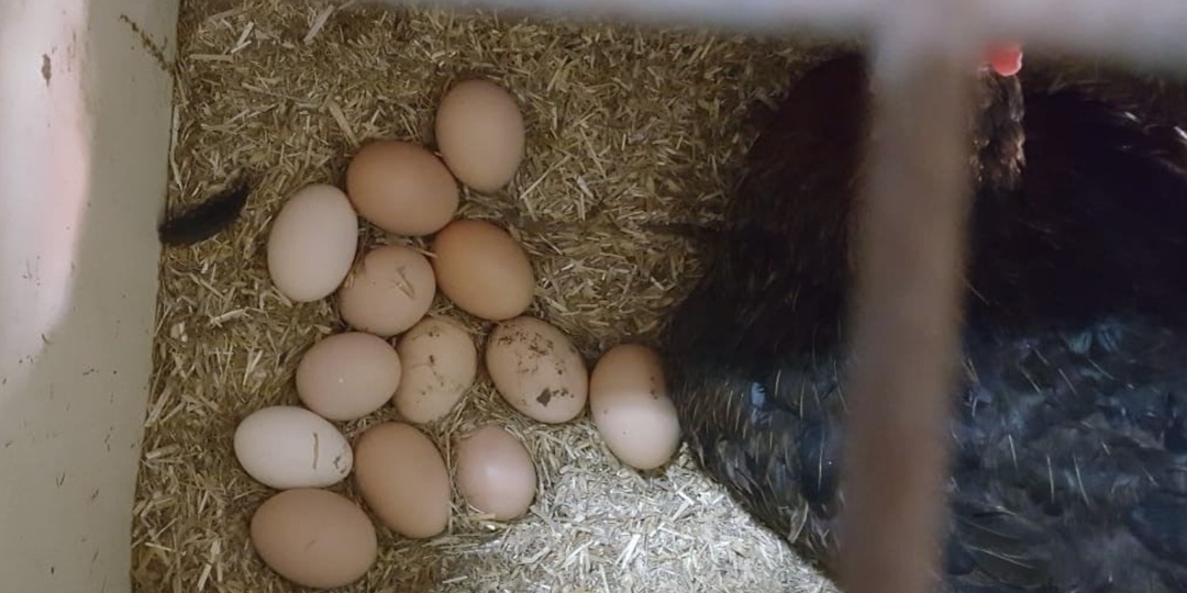 Когда куры перестали нестись в холода, я вспомнил про одну добавку, о которой говорила бабушка. С тех пор яиц стало даже больше, чем летом.