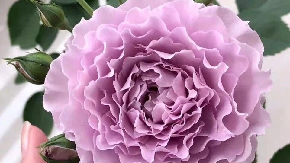 Японские розы — Либелулла, Психея, Рамукан, Шахерезада. Блю Романеску, Даймонд Грей: описание, фото