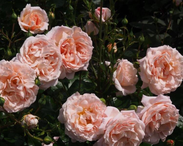 Фото из интернета, листайте вправо